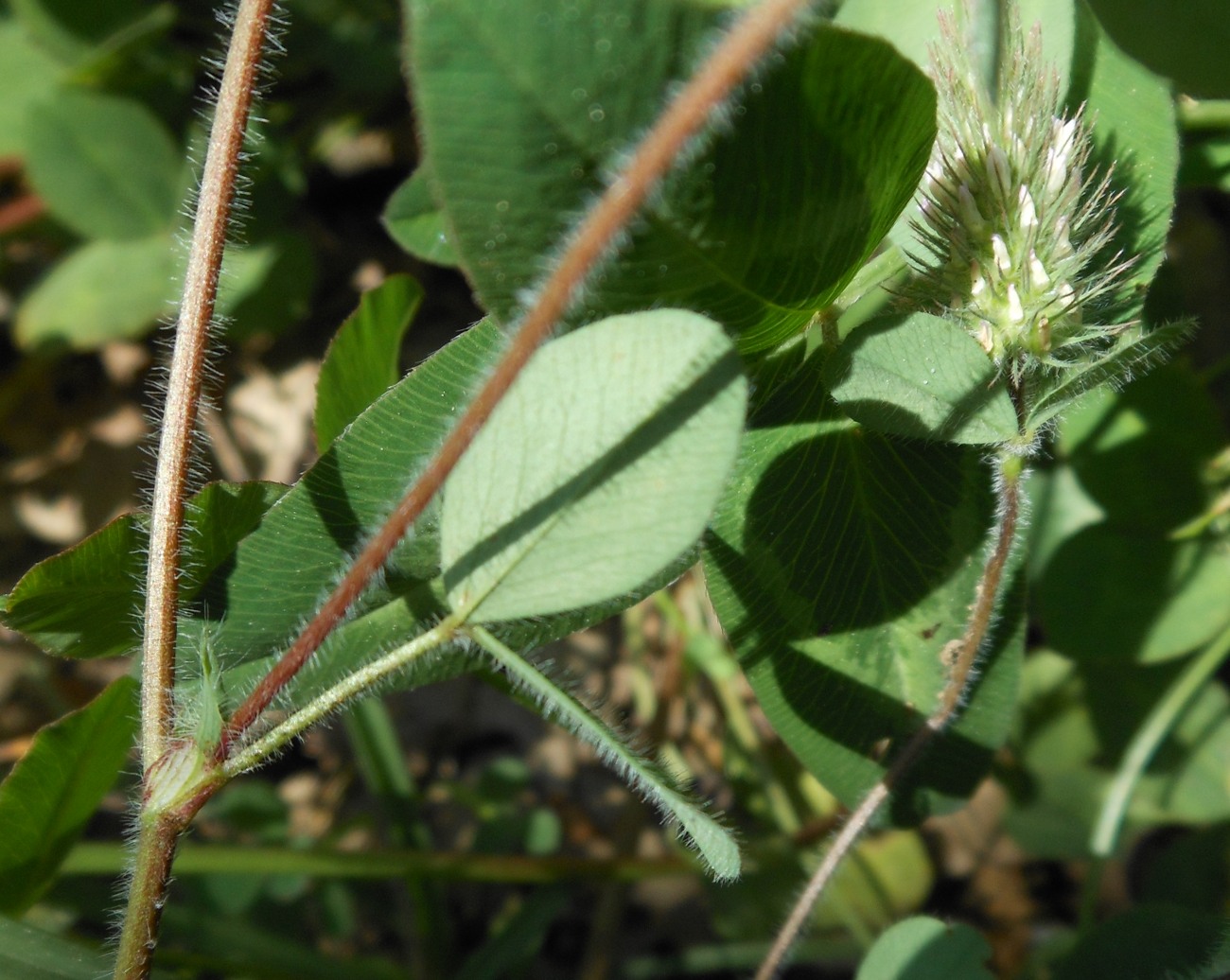 Trifolium ligusticum Loisel./Trifoglio ligure